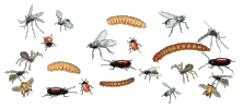 desc