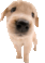 desc